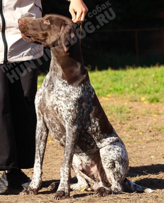 ОХОТЭСТЕТ АДЛЕР (ADLER)