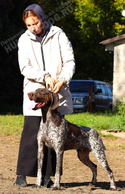 ОХОТЭСТЕТ АДЛЕР (ADLER)