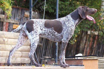 ОХОТЭСТЕТ АДЛЕР (ADLER)