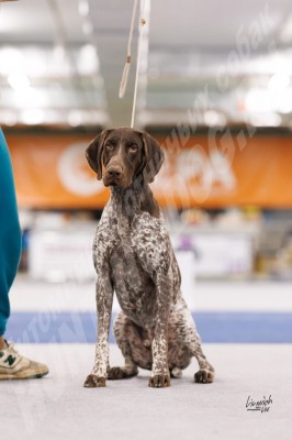 ОХОТЭСТЕТ АДЛЕР (ADLER)