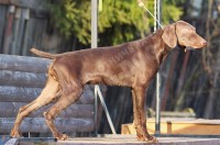 Почему подрощенный щенок?