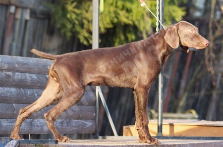 Почему подрощенный щенок?