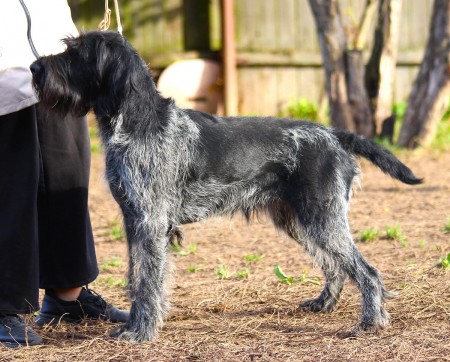 ВЫГОДНОЕ ПРЕДЛОЖЕНИЕ! предлагаем к продаже молодую племенную суку породы дратхаар!!!