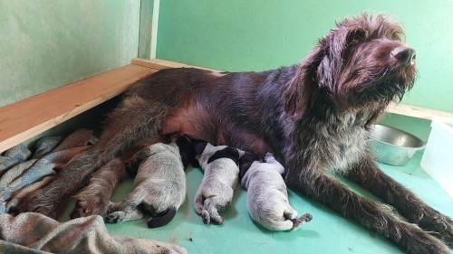 14 февраля в нашем питомнике родилось 3 очаровательных малыша породы дратхаар: 2 мальчика и 1 девочка. Родители щенков: BRAX III VOM LIETHER-MOOR (Германия)  и Brynhilda (Брюнхильда) 