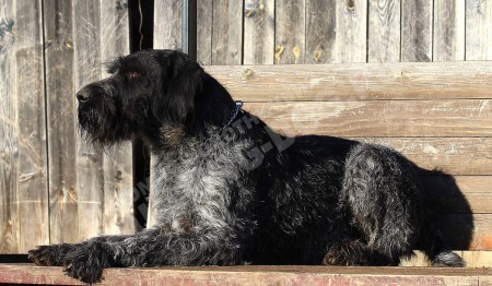 BRAX III VOM LIETHER-MOOR