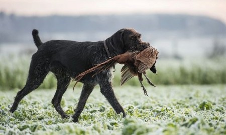 Натаска легавых собак