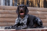 Наши собаки