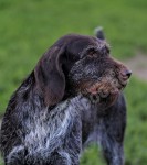 Aki z Purkrabskeho Lesa