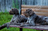 Будни питомника