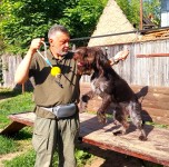 Дрессировка собак