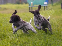 Как выбрать щенка: советы и рекомендации