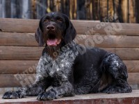 О породе дратхаар