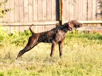 О породе курцхаар