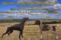 Щенки немецкого курцхаара, открыта бронь