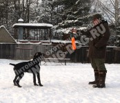Продолжаем зимние занятия по аппортировке