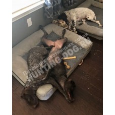 Домашняя передержка