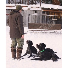 Дрессировка дратхаара