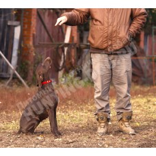 Дрессировка курцхаара