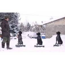 Дрессировка охотничьих собак