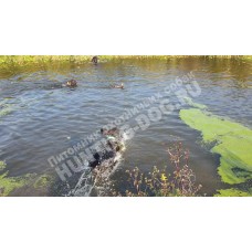 Натаска по утке