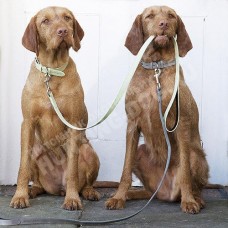 Обучение дрессировке