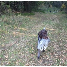 Обучение поиску по следу