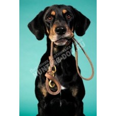 ОКД для собак