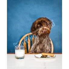 Управляемая городская собака