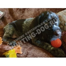 Воспитание щенка