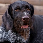 Наши собаки