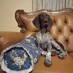 Передержка собак